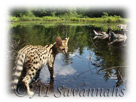 What geese don't know: Servals swim and dive for food...