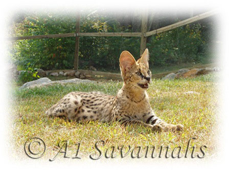 A1 Savannahs baby male serval