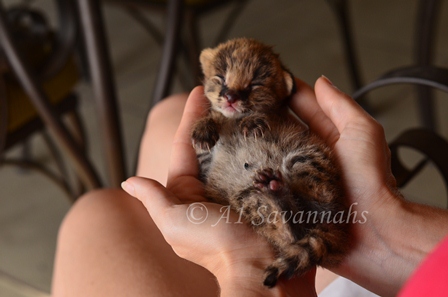 A1 Savannahs bred Serval kittens