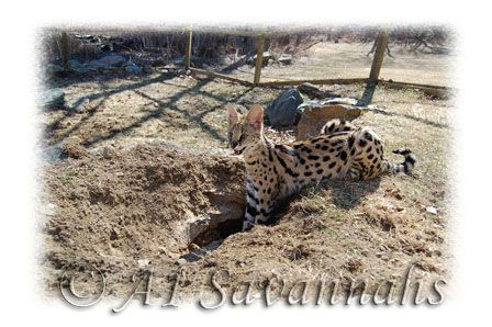 A young African Serval is digging a hole in the ground