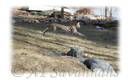 A1 Savannahs Female Serval in mid leap.