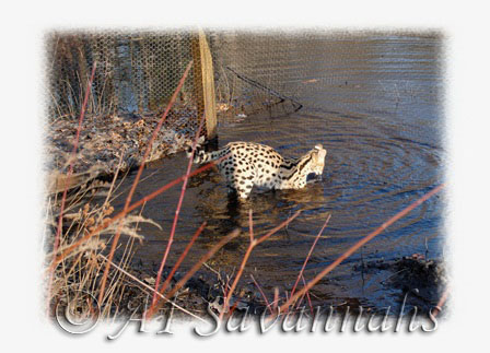 A1 Savannahs African Serval with all four in the water