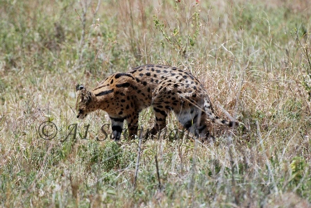 Wild Serval in the Ngorongoro Crater in Tanzania