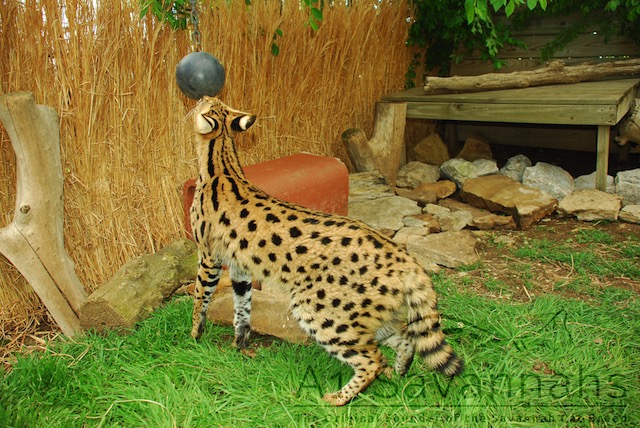 African Serval at play