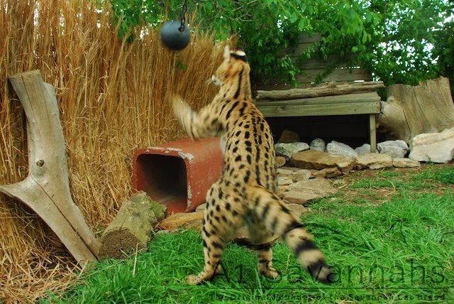 A1Savannahs serval Iris playing