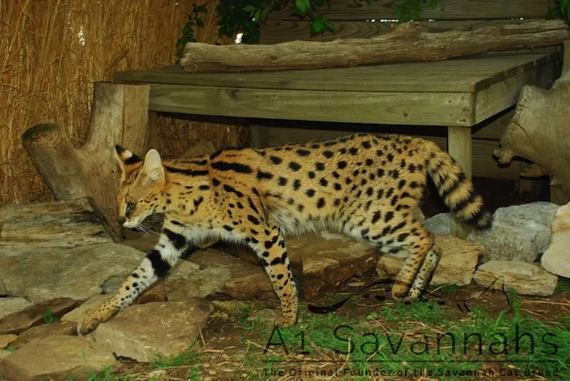 Iris the serval cat walking