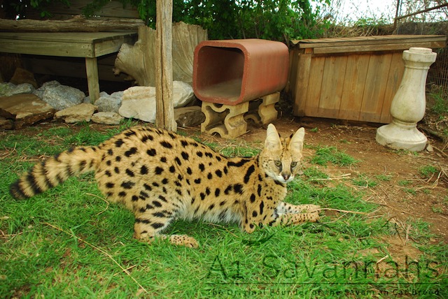 Serval cat pounce and ready to play at A1Savannahs