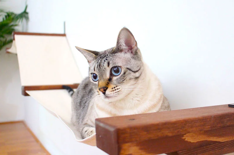 A1Savannahs Cat Furniture by Catastrophicreations