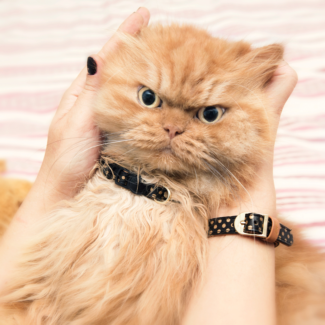 A1Savannahs Cat Collar and Bracelet