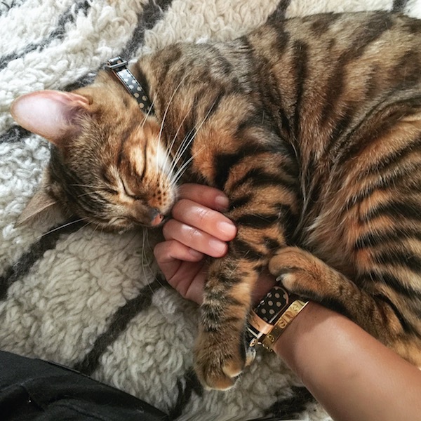 Cat love with matching collar and bracelet 