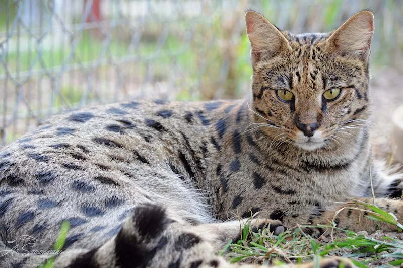A1Savannahs Female F1 Savannah Cat Indira