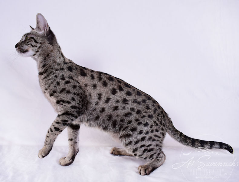 A1Savannahs Isadora is a Female F2 Savannah Cat