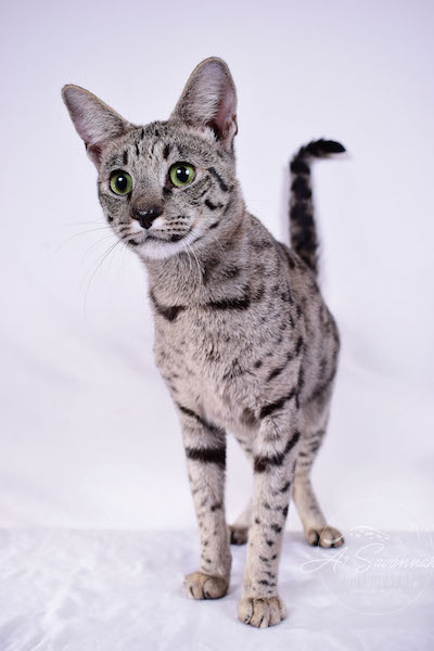 A1Savannahs Female F2 Savannah Cat Isadora