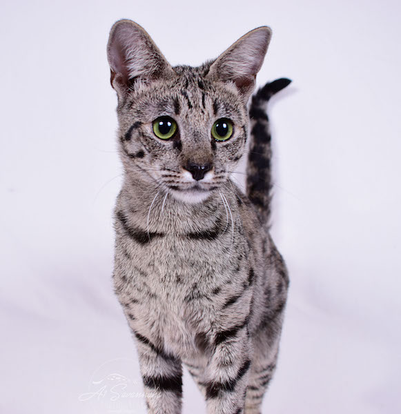 A1Savannahs Female F2 Savannah Cat Isadora