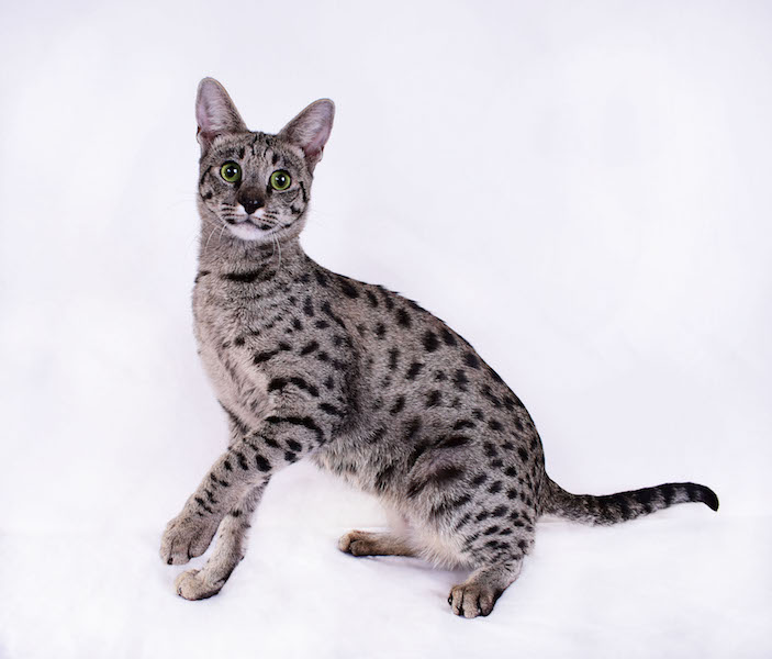 A1Savannahs Female F2 Savannah Cat Isadora