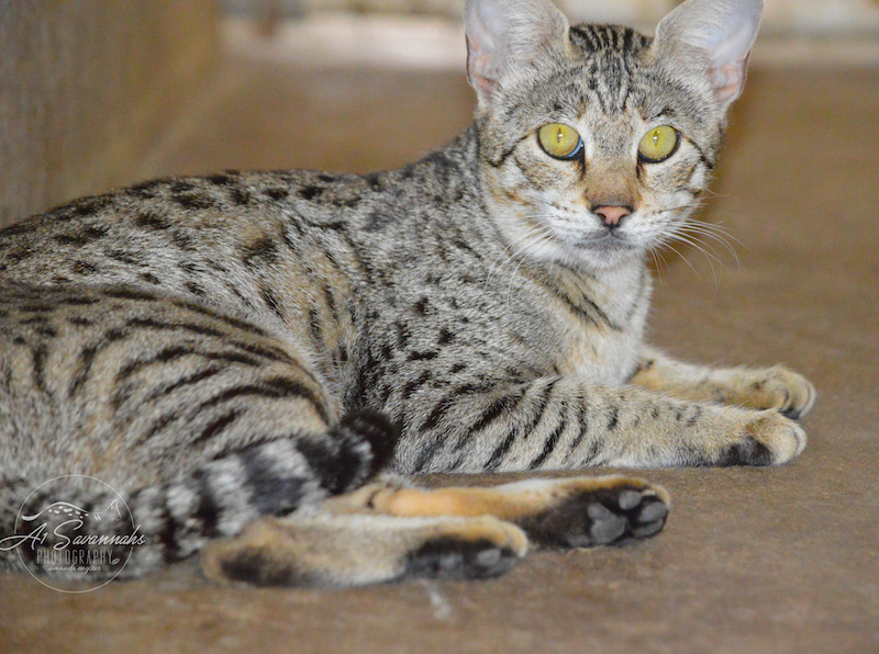 A1Savannahs Female F2 Savannah Cat Trinidad