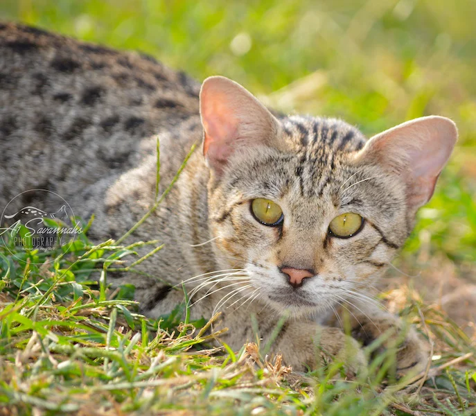 A1Savannahs Female F2 Savannah Cat Trinidad