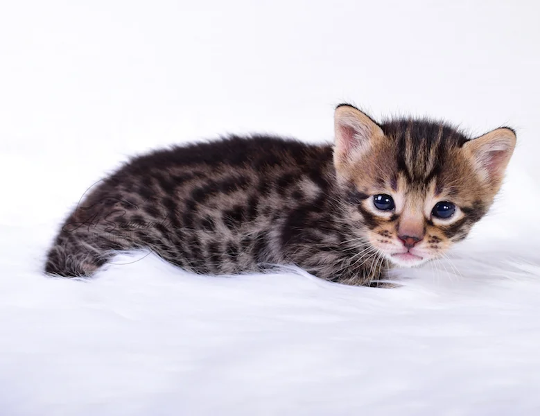 A1Savannahs Thaddeus is a Male F3 Savannah Kitten