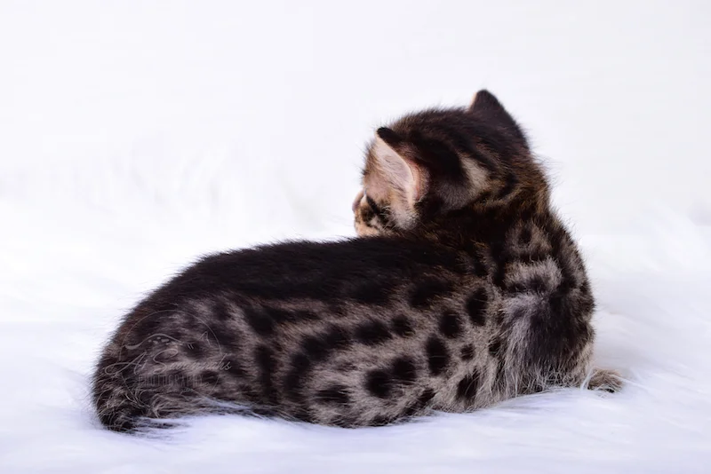 A1Savannahs Thaddeus is a Male F3 Savannah Kitten