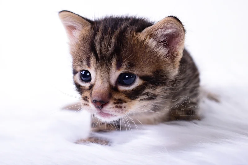 A1Savannahs Thaddeus is a Male F3 Savannah Kitten
