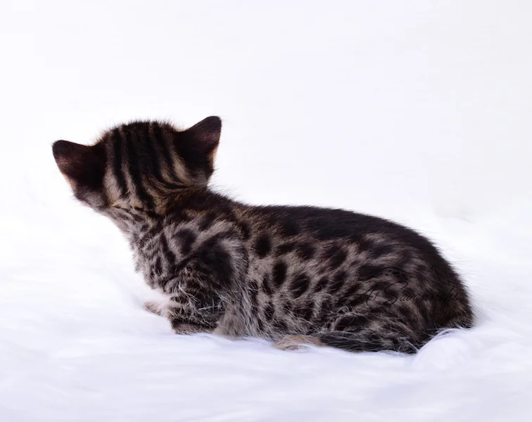 A1Savannahs Thaddeus is a Male F3 Savannah Kitten