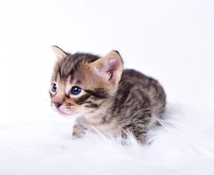 A1Savannahs Thaddeus is a Male F3 Savannah Kitten