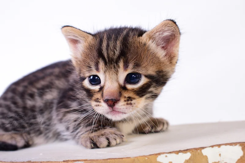 A1Savannahs Thaddeus is a Male F3 Savannah Kitten