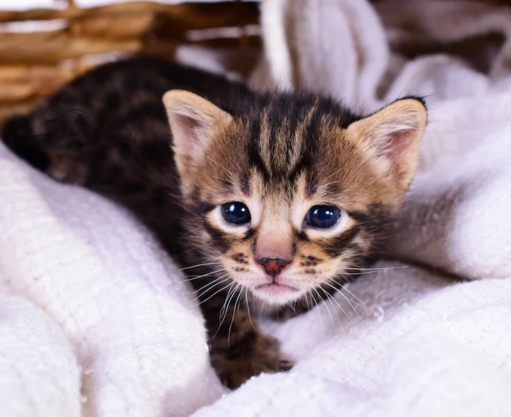 A1Savannahs Thaddeus is a Male F3 Savannah Kitten
