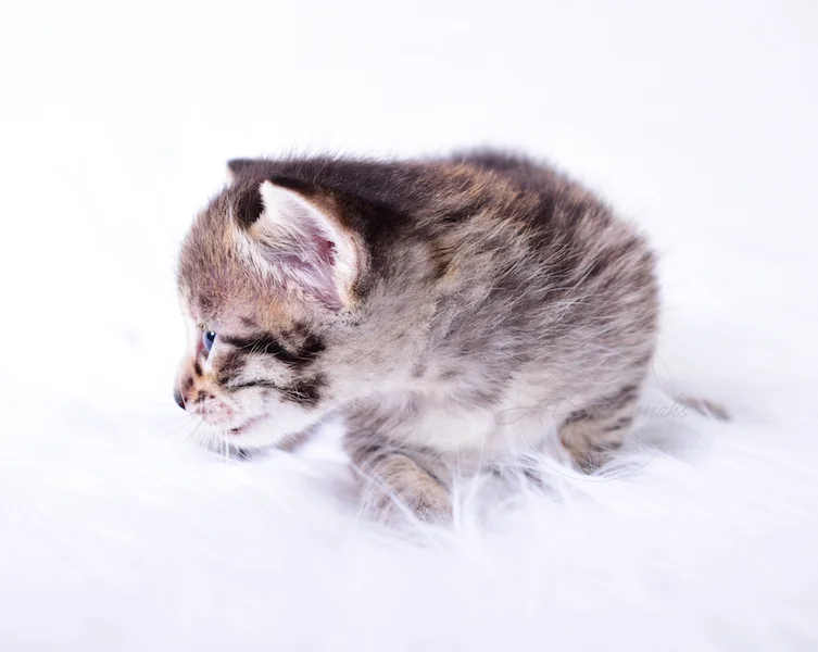 A1Savannahs Thea is a Female F3 Savannah Kitten