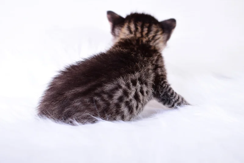 A1Savannahs Thea is a Female F3 Savannah Kitten