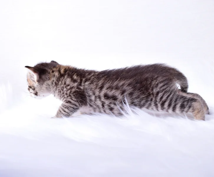 A1Savannahs Thea is a Female F3 Savannah Kitten