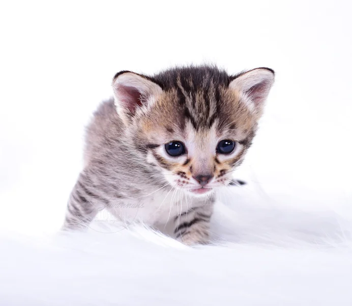 A1Savannahs Thea is a Female F3 Savannah Kitten