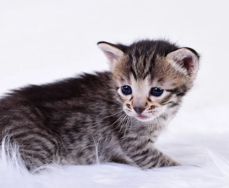 A1Savannahs Thea is a Female F3 Savannah Kitten