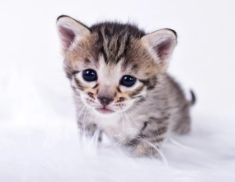 A1Savannahs Thea is a Female F3 Savannah Kitten