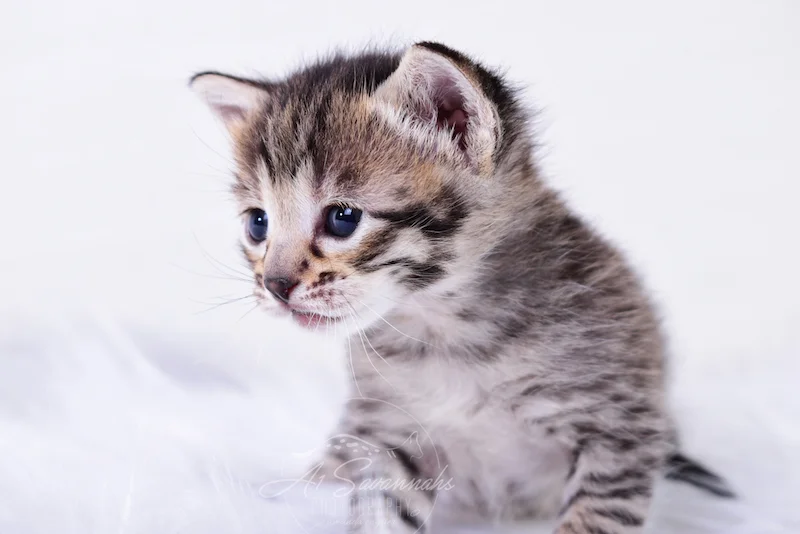 A1Savannahs Thea is a Female F3 Savannah Kitten