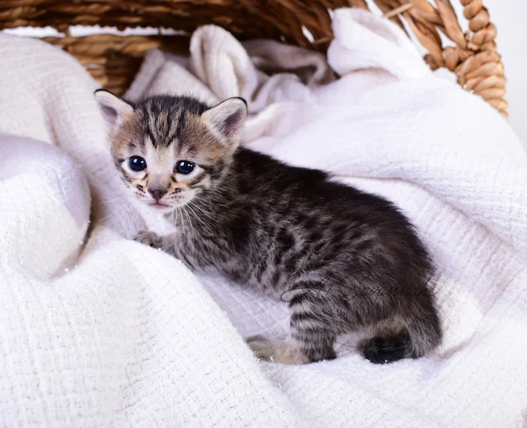 A1Savannahs Thea is a Female F3 Savannah Kitten