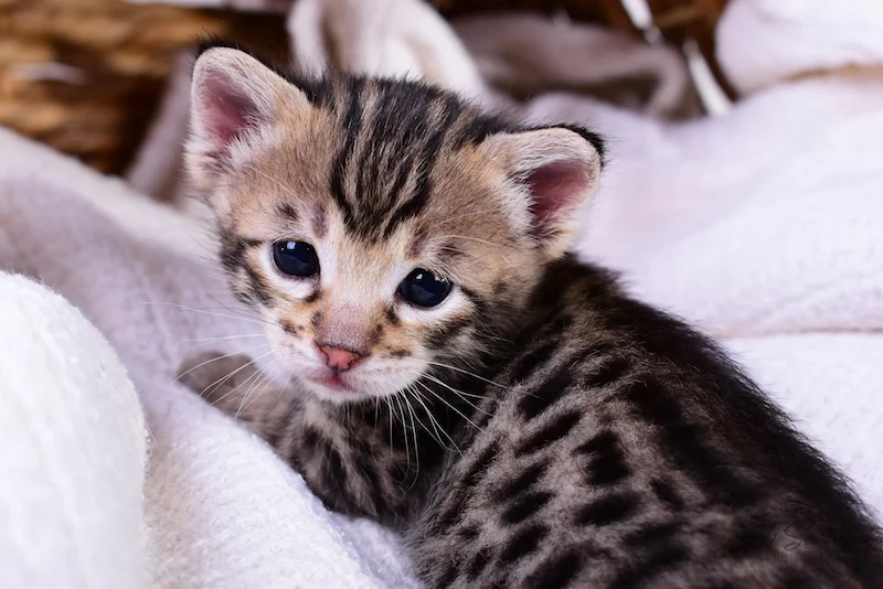 A1Savannahs Taliah Female F3 Savannah Kitten