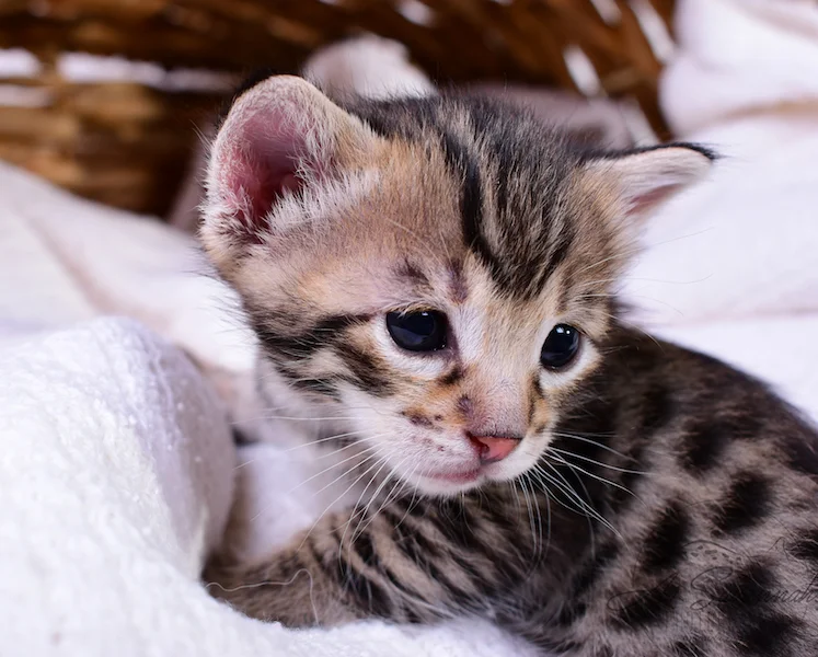 A1Savannahs Taliah Female F3 Savannah Kitten