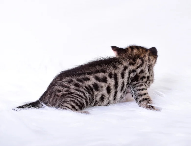 A1Savannahs Taliah Female F3 Savannah Kitten