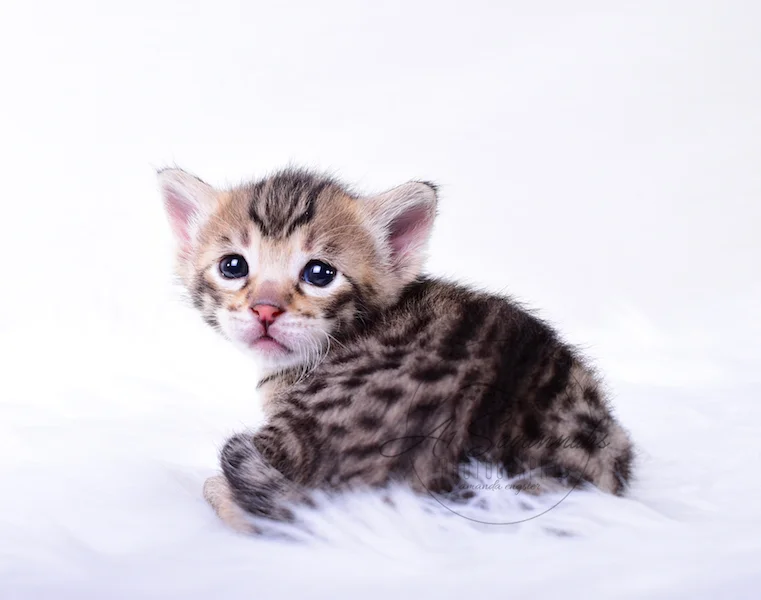 A1Savannahs Taliah Female F3 Savannah Kitten