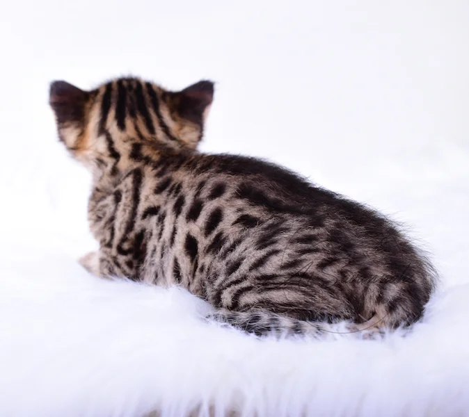 A1Savannahs Taliah Female F3 Savannah Kitten