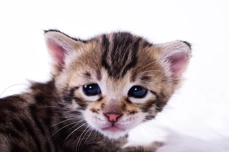 A1Savannahs Taliah Female F3 Savannah Kitten