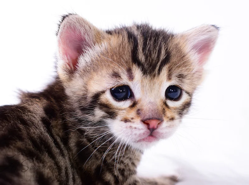 A1Savannahs Taliah Female F3 Savannah Kitten