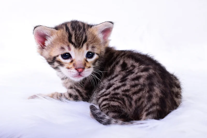 A1Savannahs Taliah Female F3 Savannah Kitten