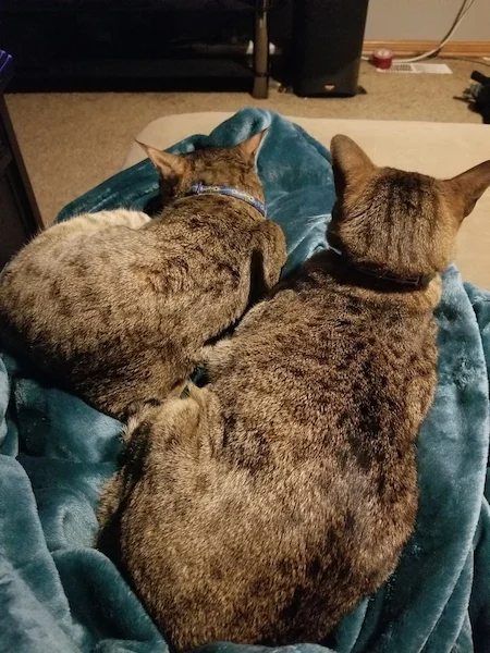 A1Savannahs Charly - F4 Female with her Savannah cat sister