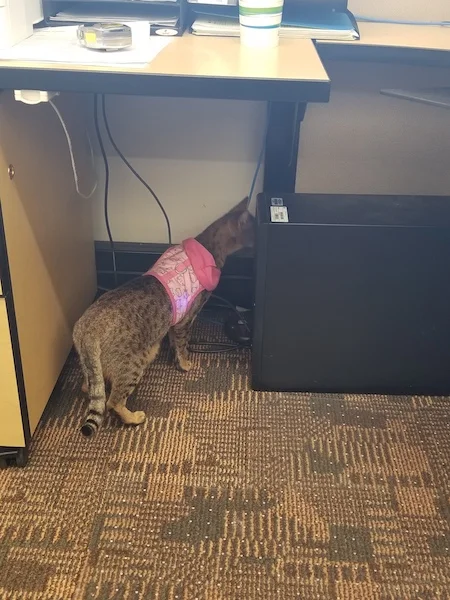 A1Savannahs Charly - F4 Female Savannah Cat