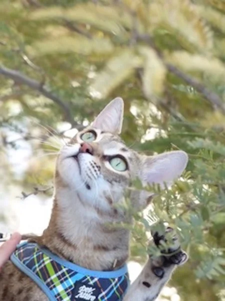 A1Savannahs Nika - SBT Female Savannah Cat