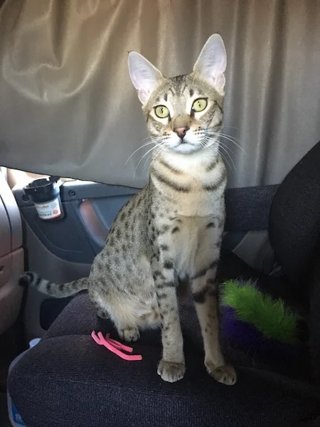 A1Savannahs Nika - SBT Female Savannah Cat