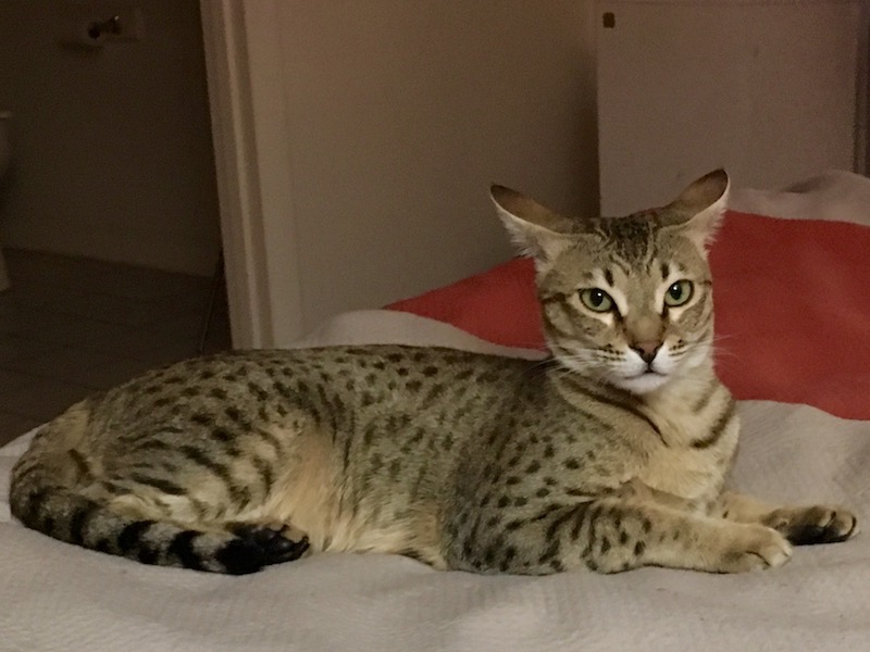 A1Savannahs Nika - SBT Female Savannah Cat