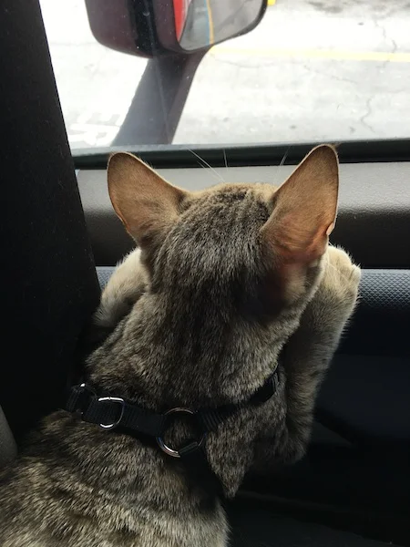 A1Savannahs Nika - SBT Female Savannah Cat